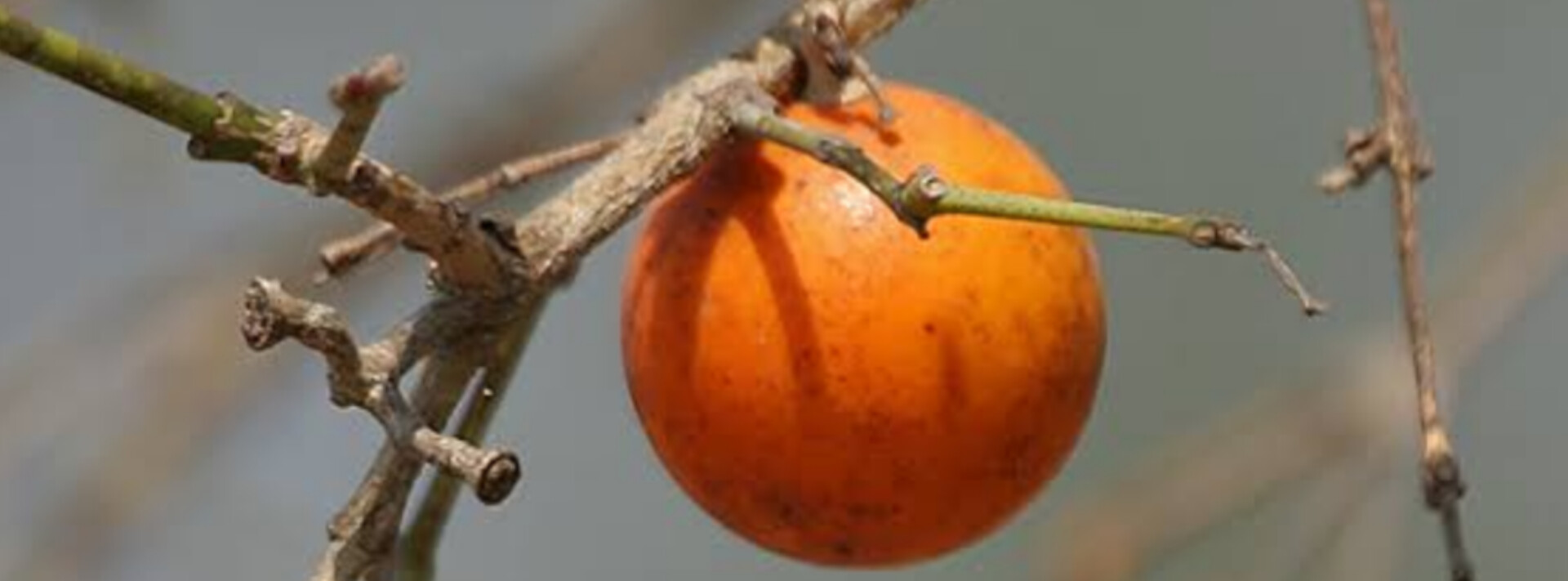 nux vomica seed